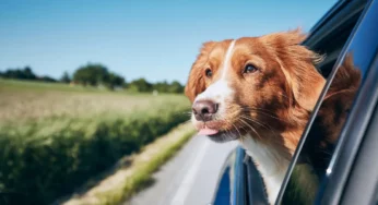 Viagem Com Animais: Dicas Essenciais Para Viajar Com Seu Pet