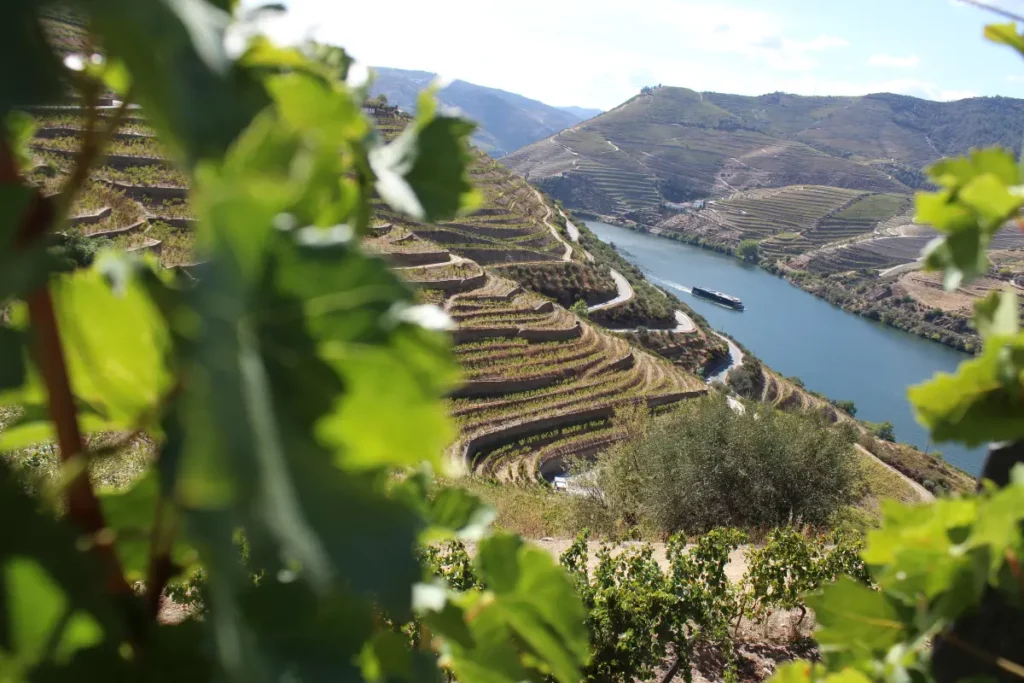 Douro Viradeiro 